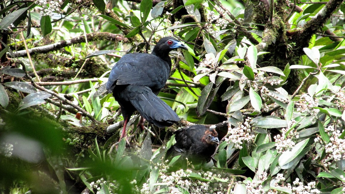 Black Guan - ML246561301