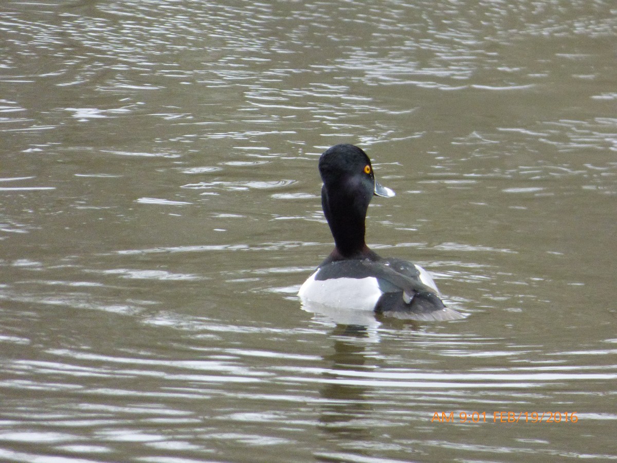 Ring-necked Duck - Becky Foreman