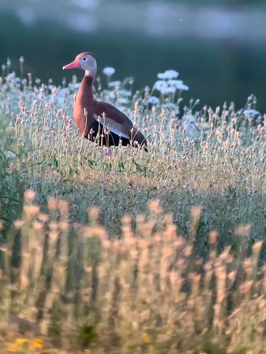 Black-bellied Whistling-Duck - Vikki Jones