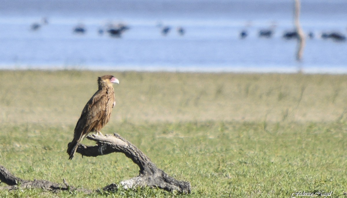 Crested Caracara (Southern) - ML246566171