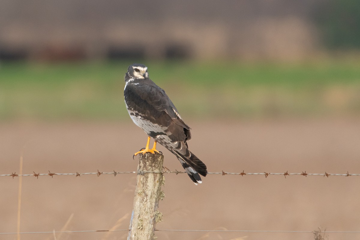 Long-winged Harrier - ML246566371