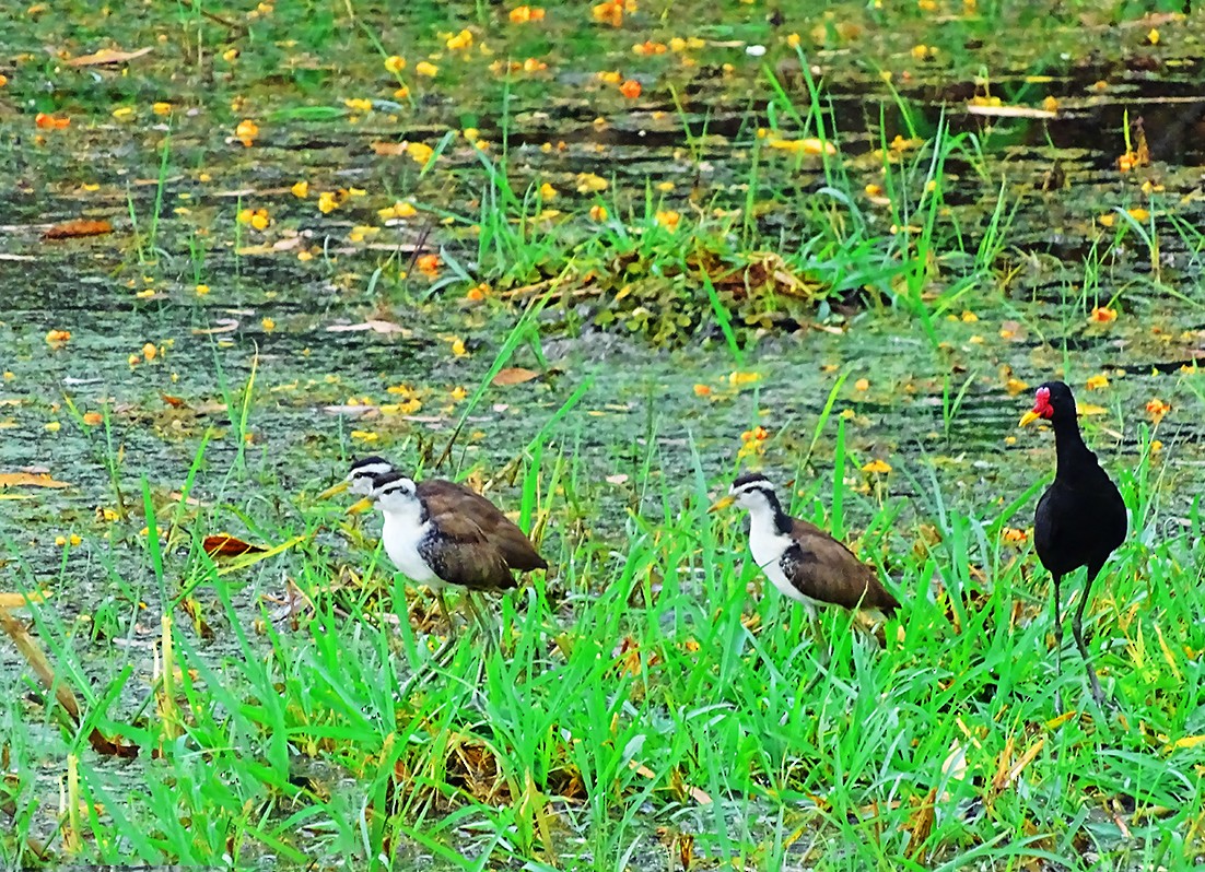 Jacana Suramericana (hypomelaena) - ML246566391