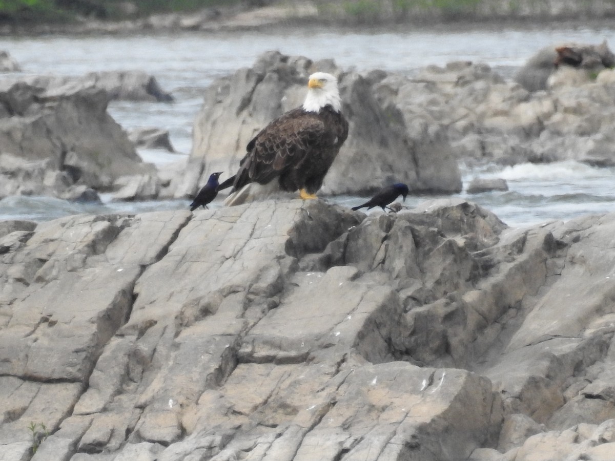 Weißkopf-Seeadler - ML246566591