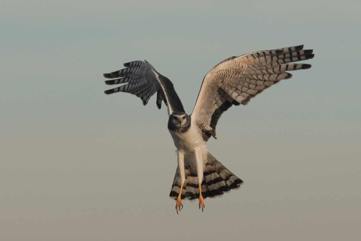 Long-winged Harrier - Pablo Re