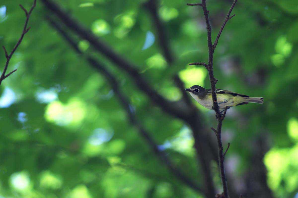 Blue-headed Vireo - ML246567571