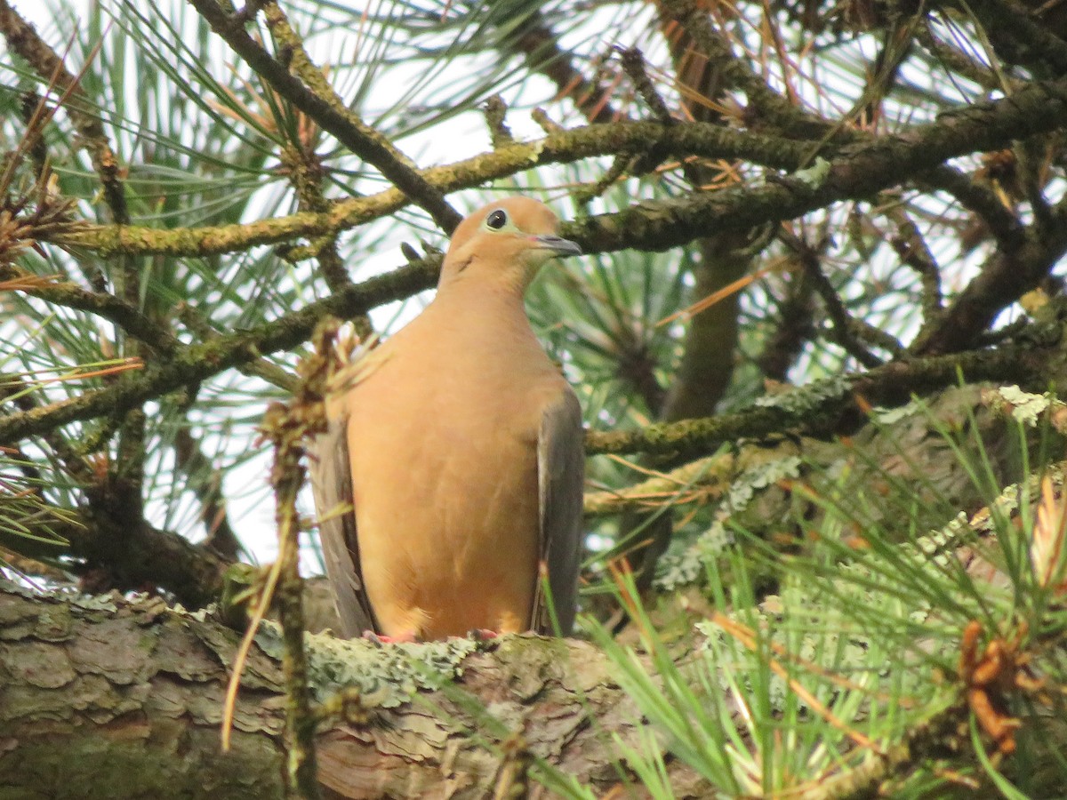 Mourning Dove - ML246568951