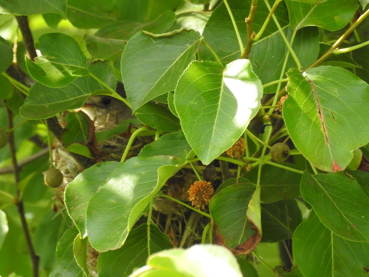 Willow Flycatcher - ML246568961