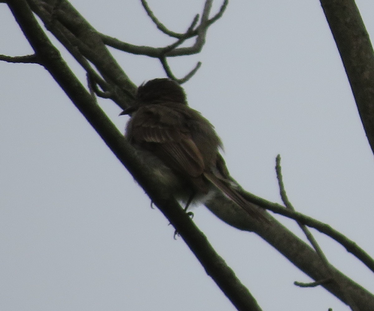 Eastern Kingbird - ML246569331