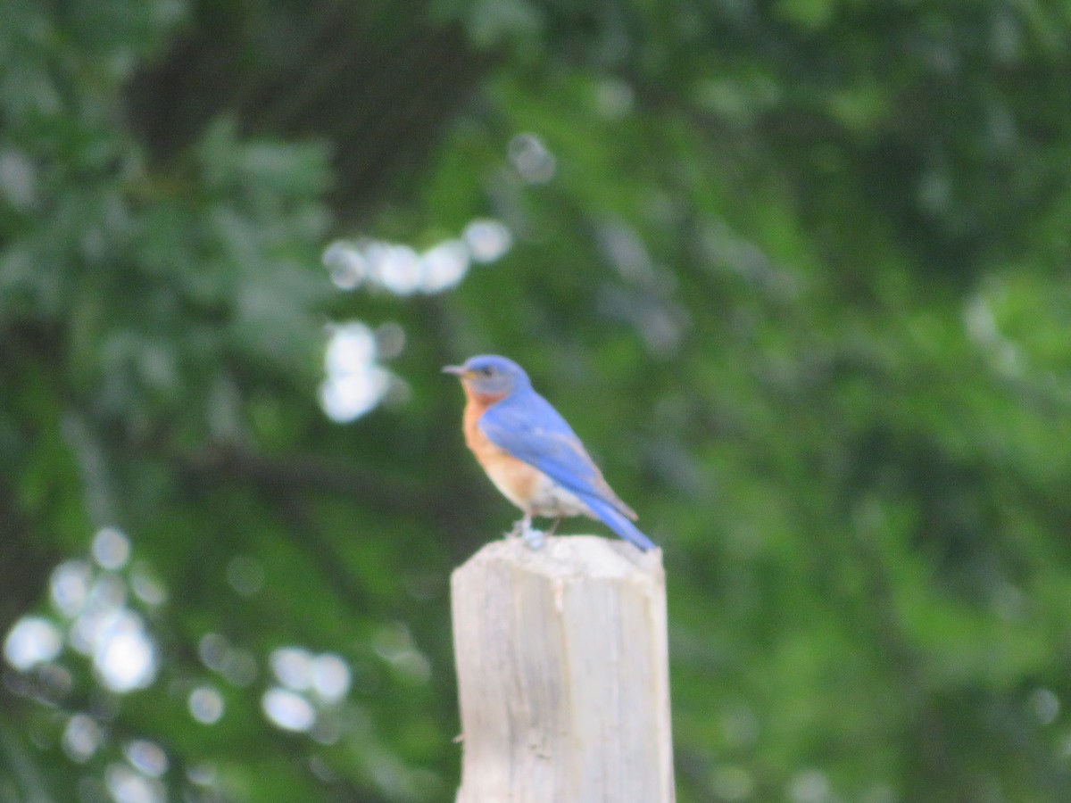 Eastern Bluebird - ML246569611