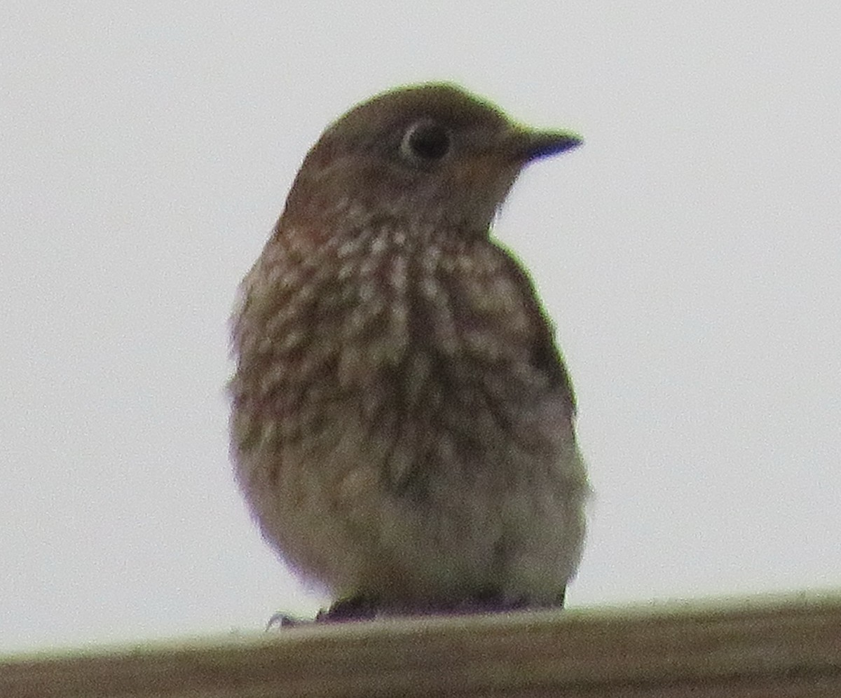 Eastern Bluebird - ML246569641