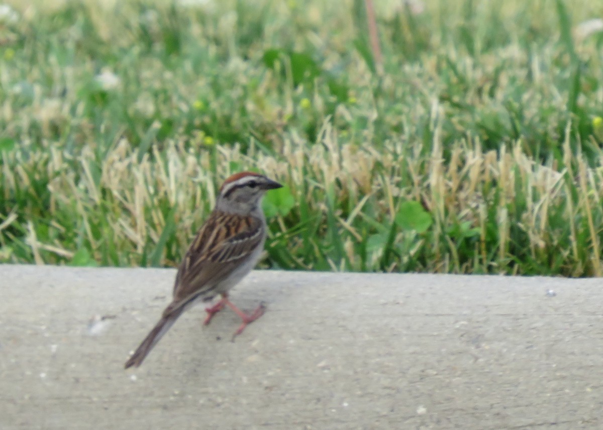 Chipping Sparrow - ML246570081