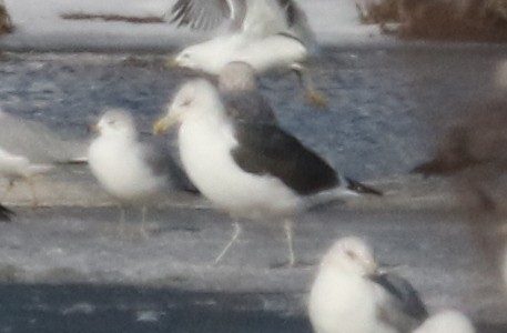 Kelp x American Herring Gull (hybrid) - ML24657041