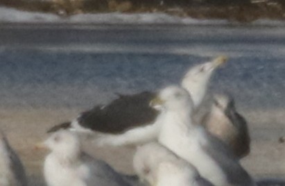 Kelp x American Herring Gull (hybrid) - ML24657051