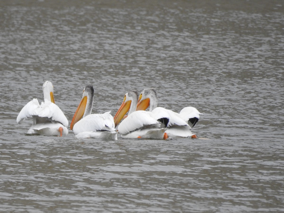 American White Pelican - ML246570521