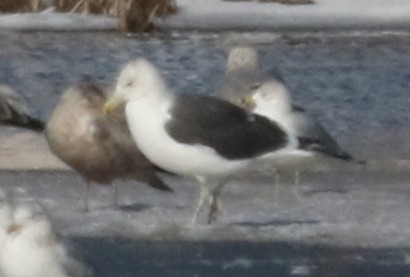 Kelp x American Herring Gull (hybrid) - ML24657061