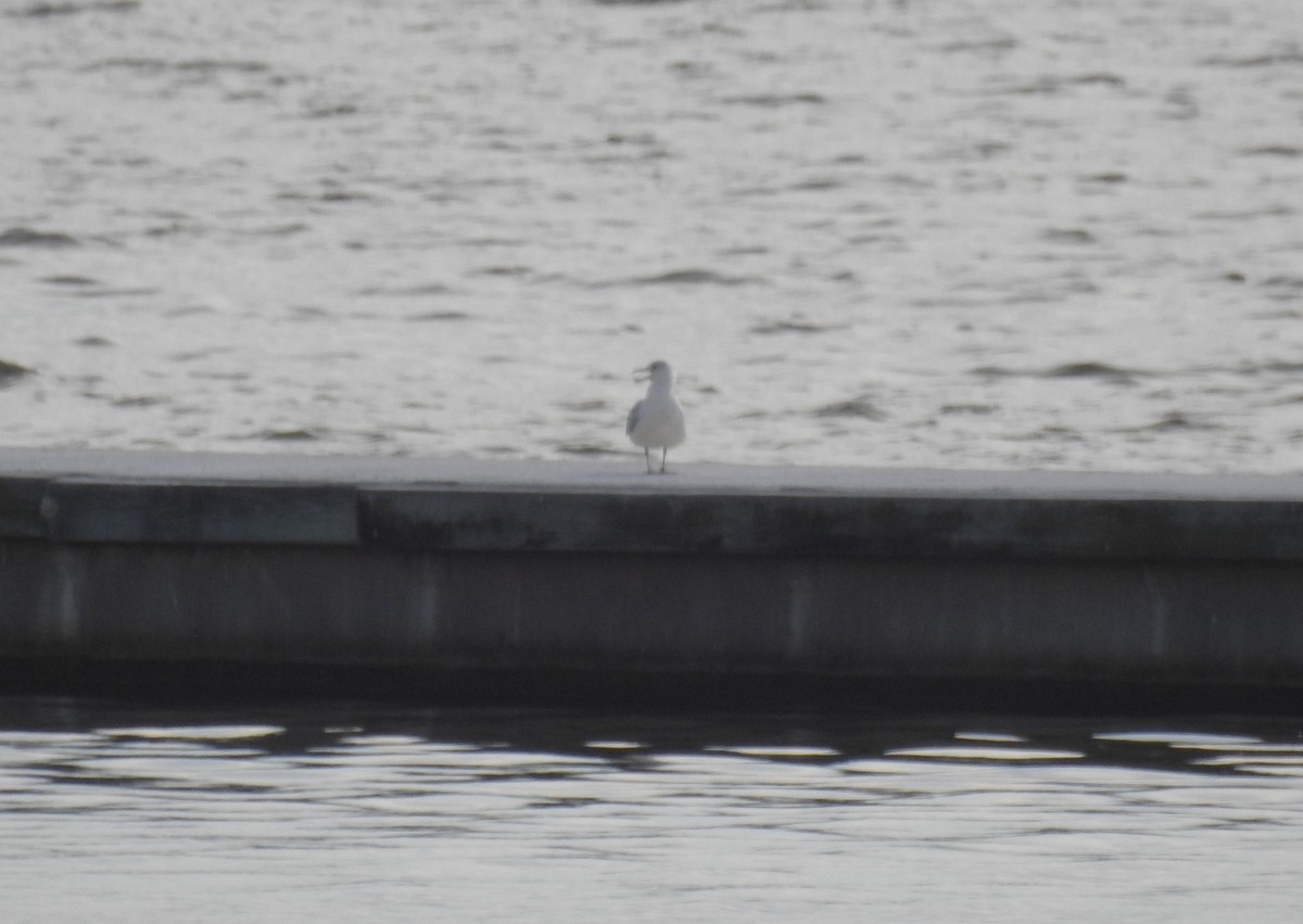 gull sp. - ML246572551