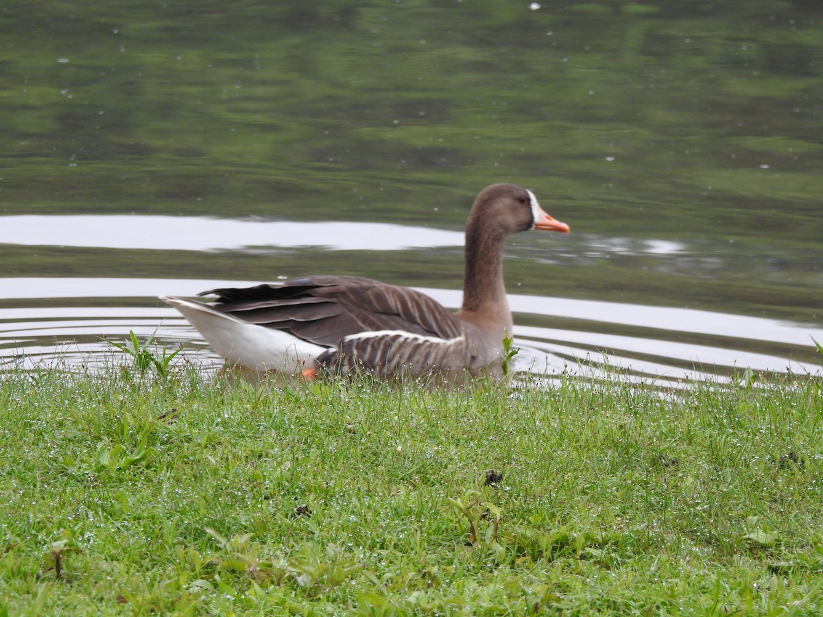 Greater White-fronted Goose - ML246573391