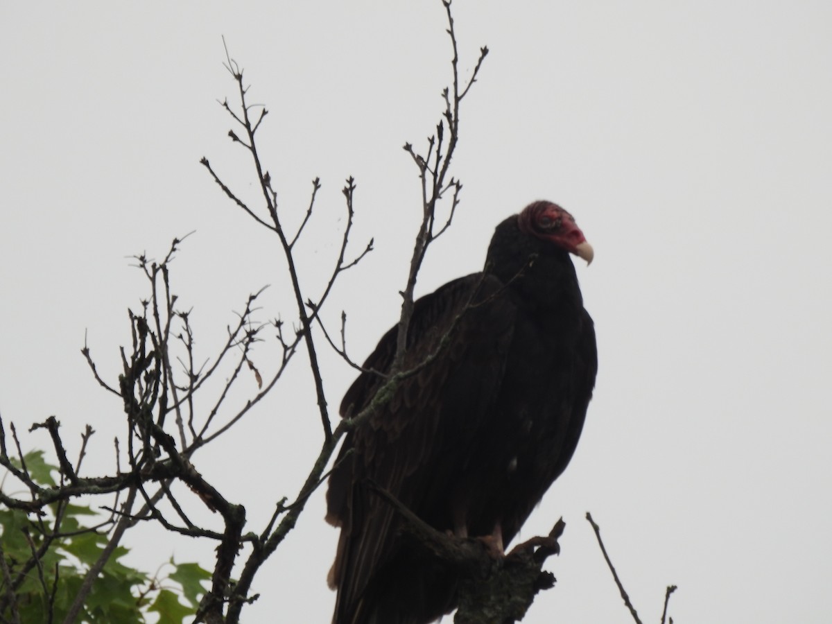 Urubu à tête rouge - ML246573491