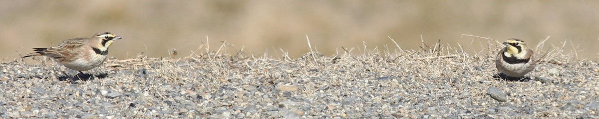 Horned Lark - ML24657351