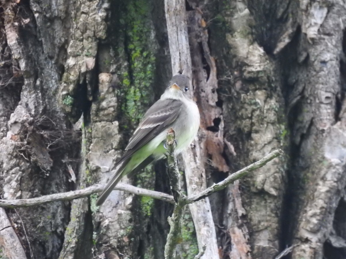 Eastern Wood-Pewee - ML246573531