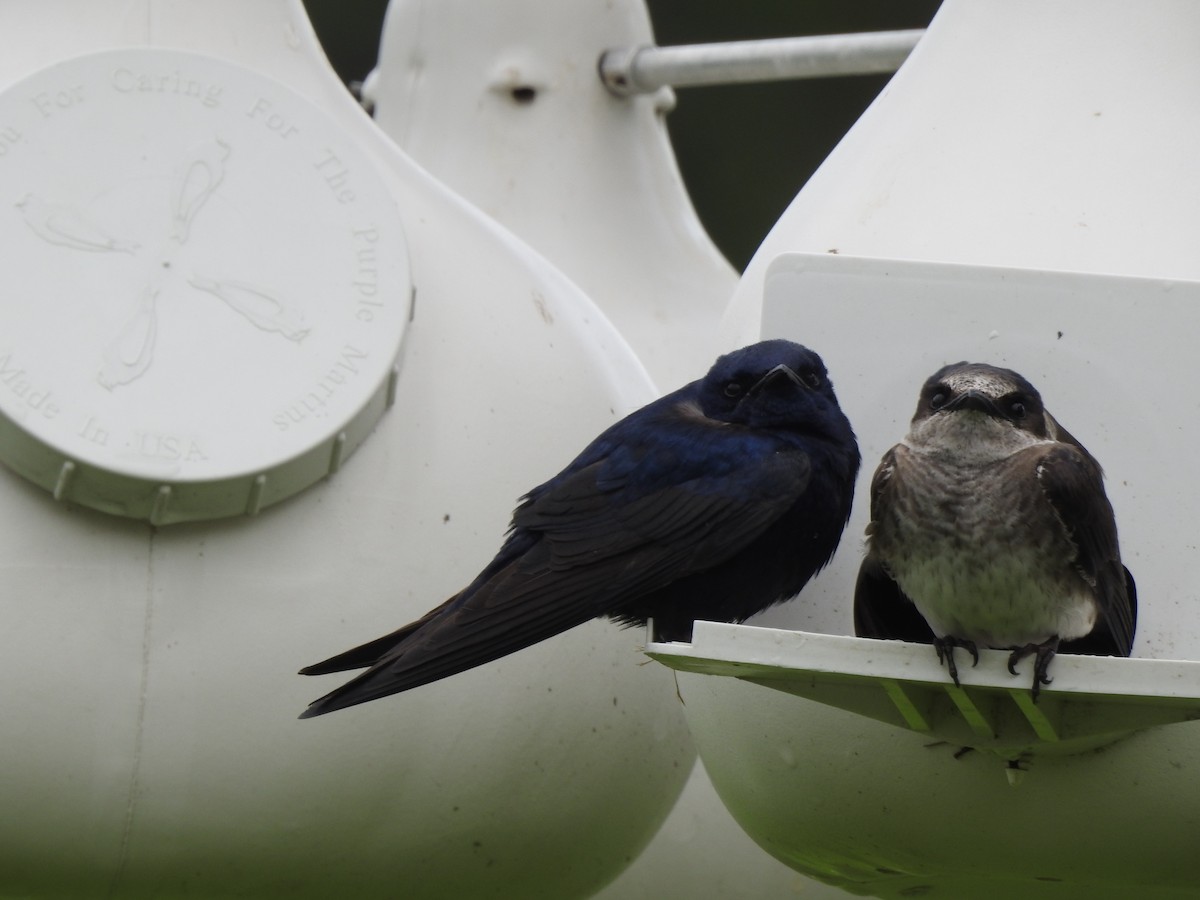 Purple Martin - ML246573681