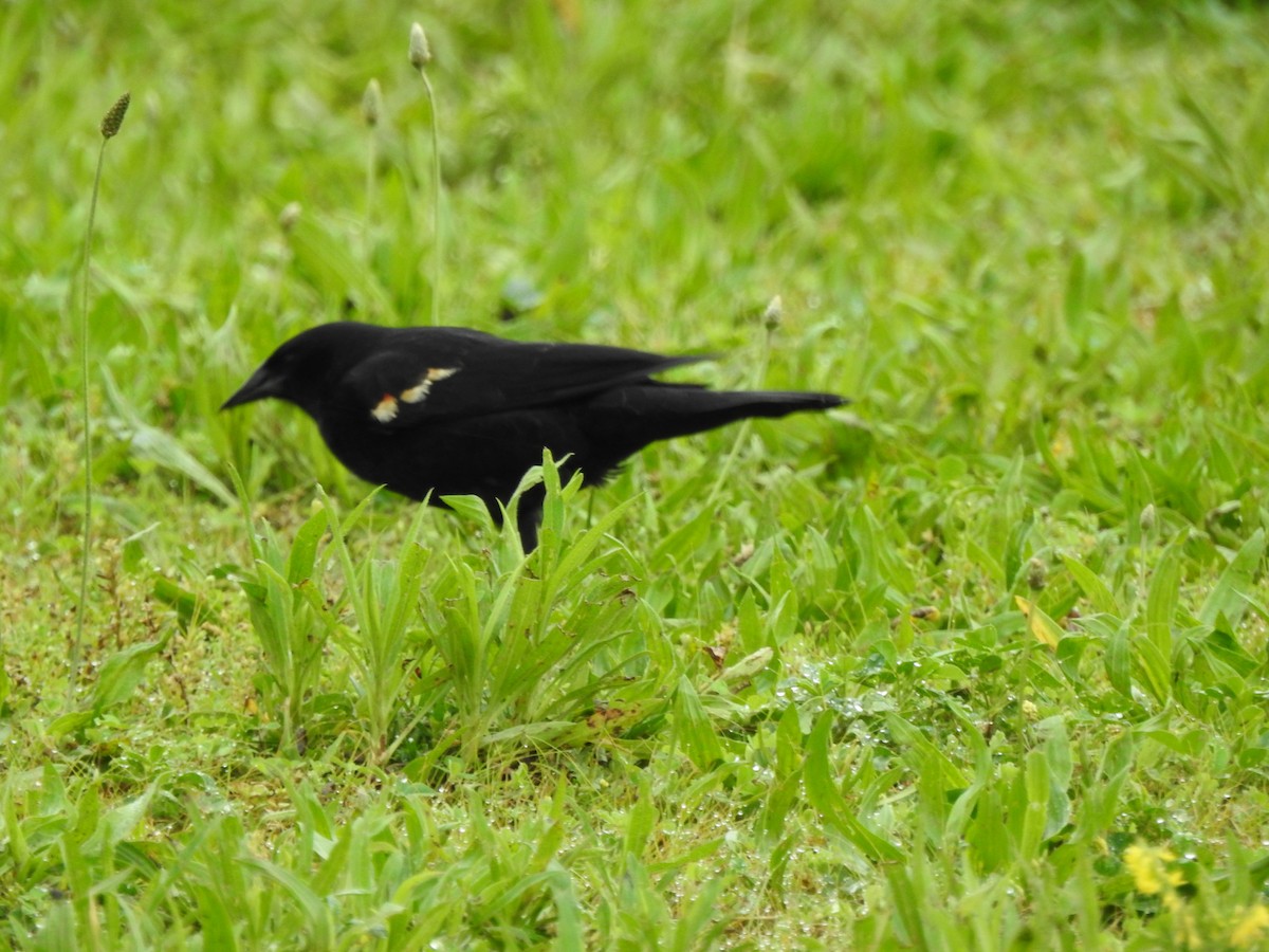 Red-winged Blackbird - ML246573731