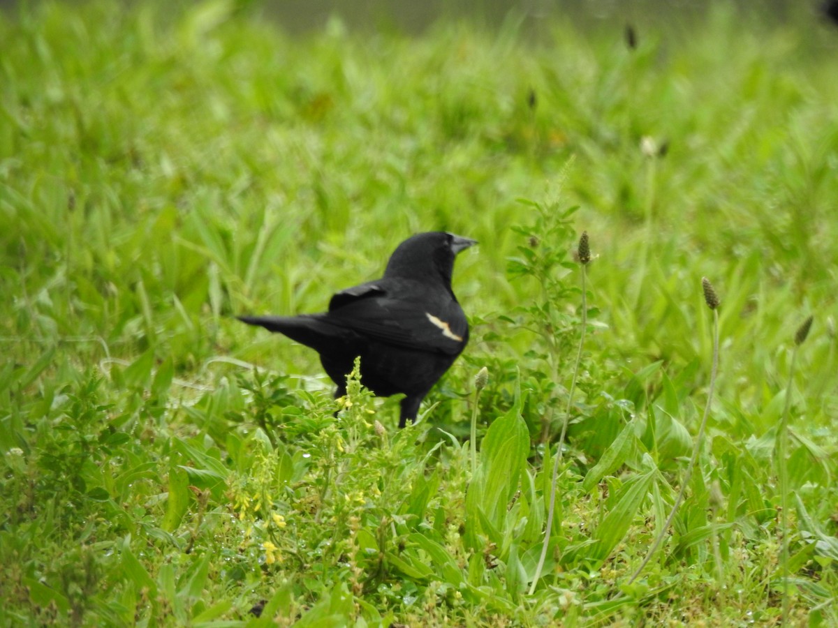 Red-winged Blackbird - ML246573741