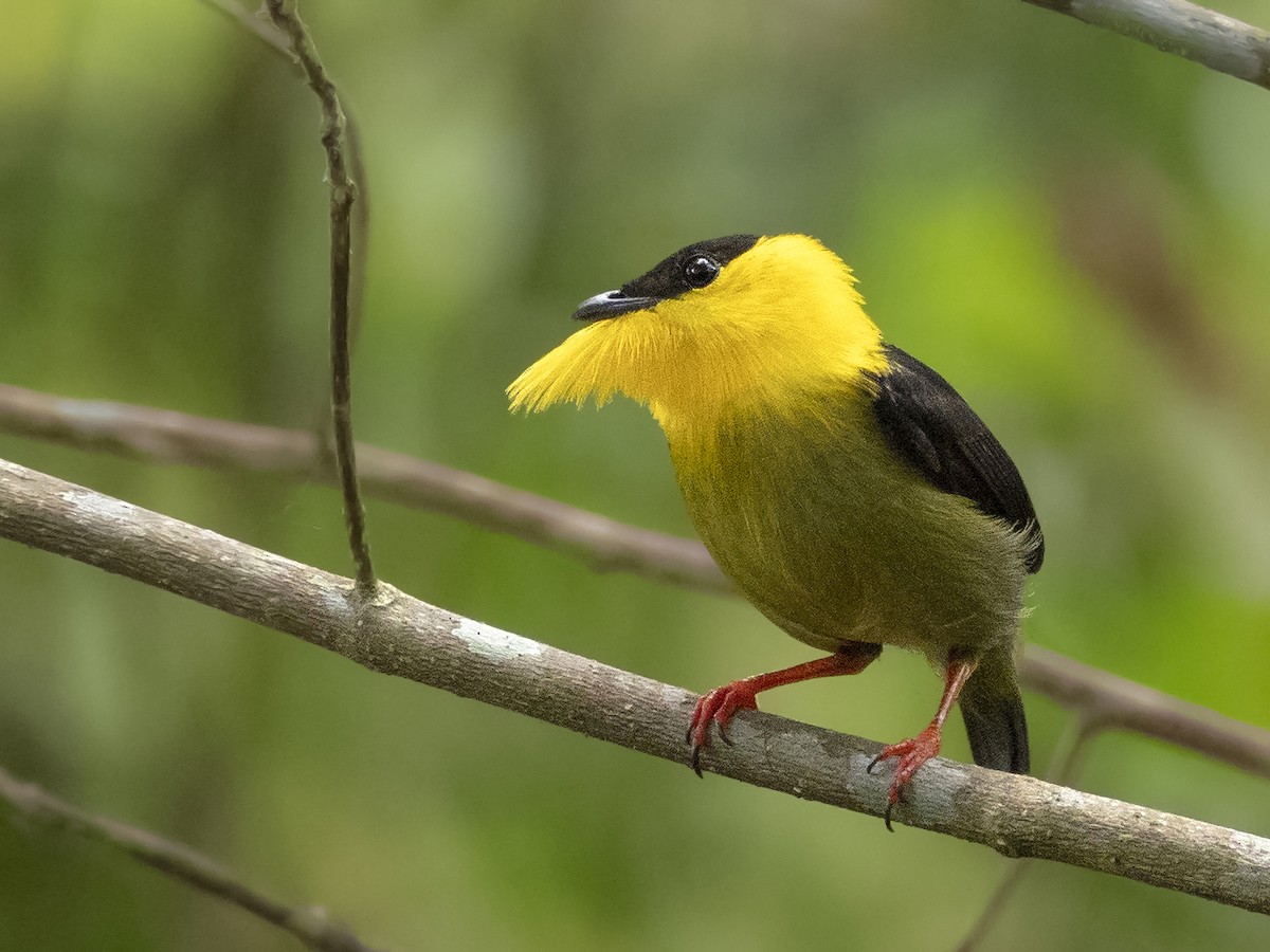 Golden-collared Manakin - Andres Vasquez Noboa