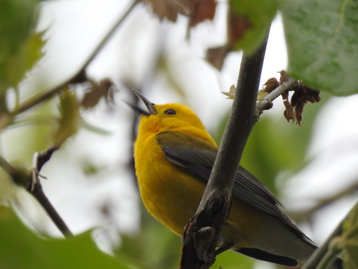 Prothonotary Warbler - ML246573871