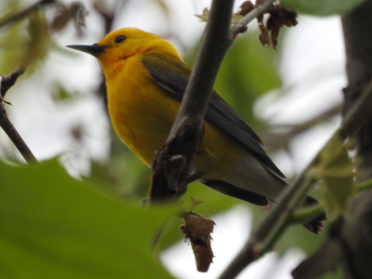 Prothonotary Warbler - ML246573881
