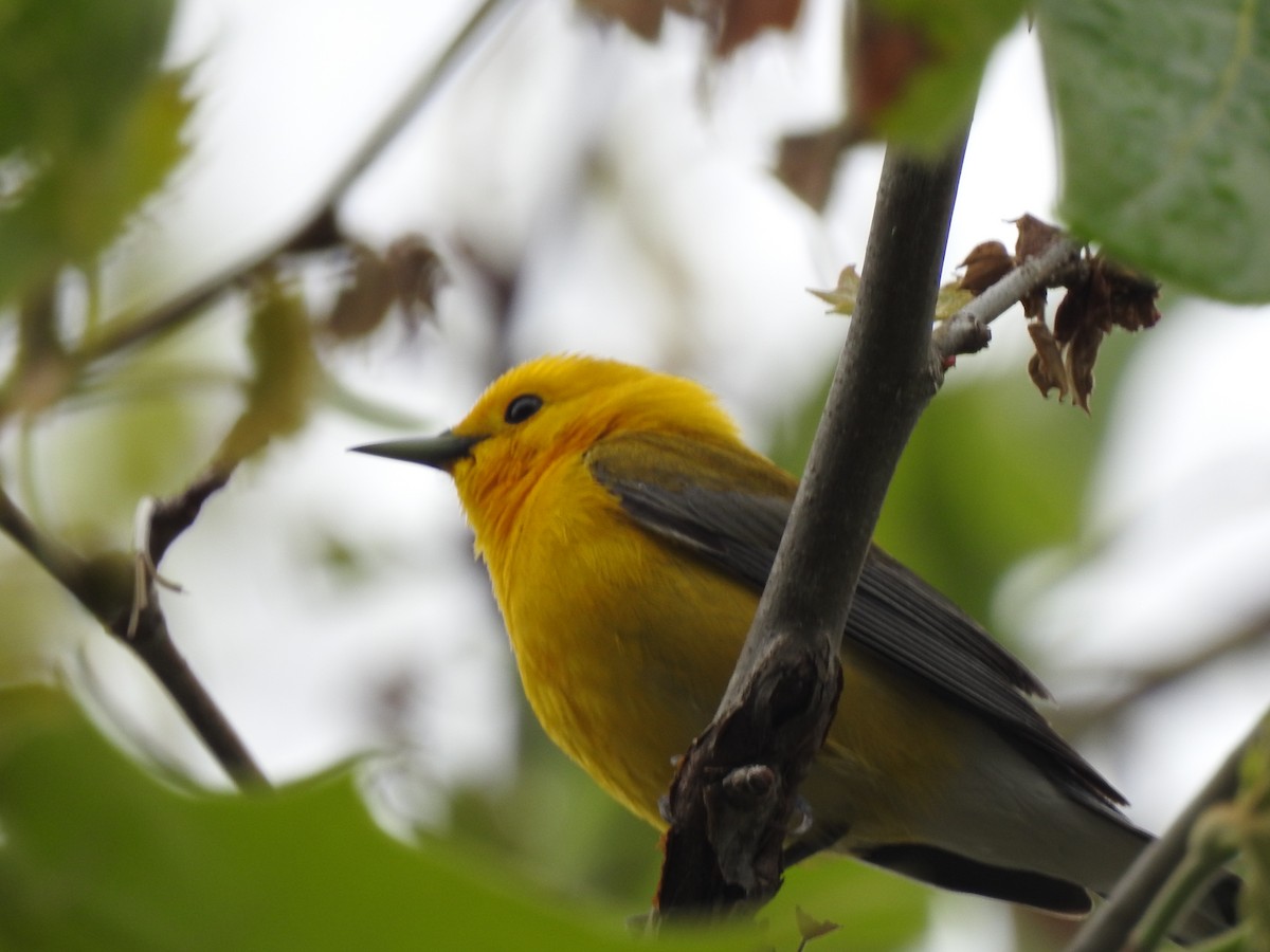 Prothonotary Warbler - ML246573891