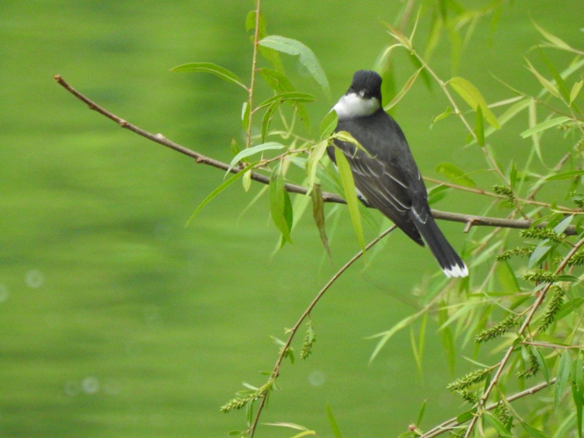 Eastern Kingbird - ML246574021