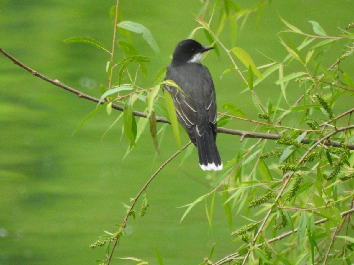 Eastern Kingbird - ML246574031