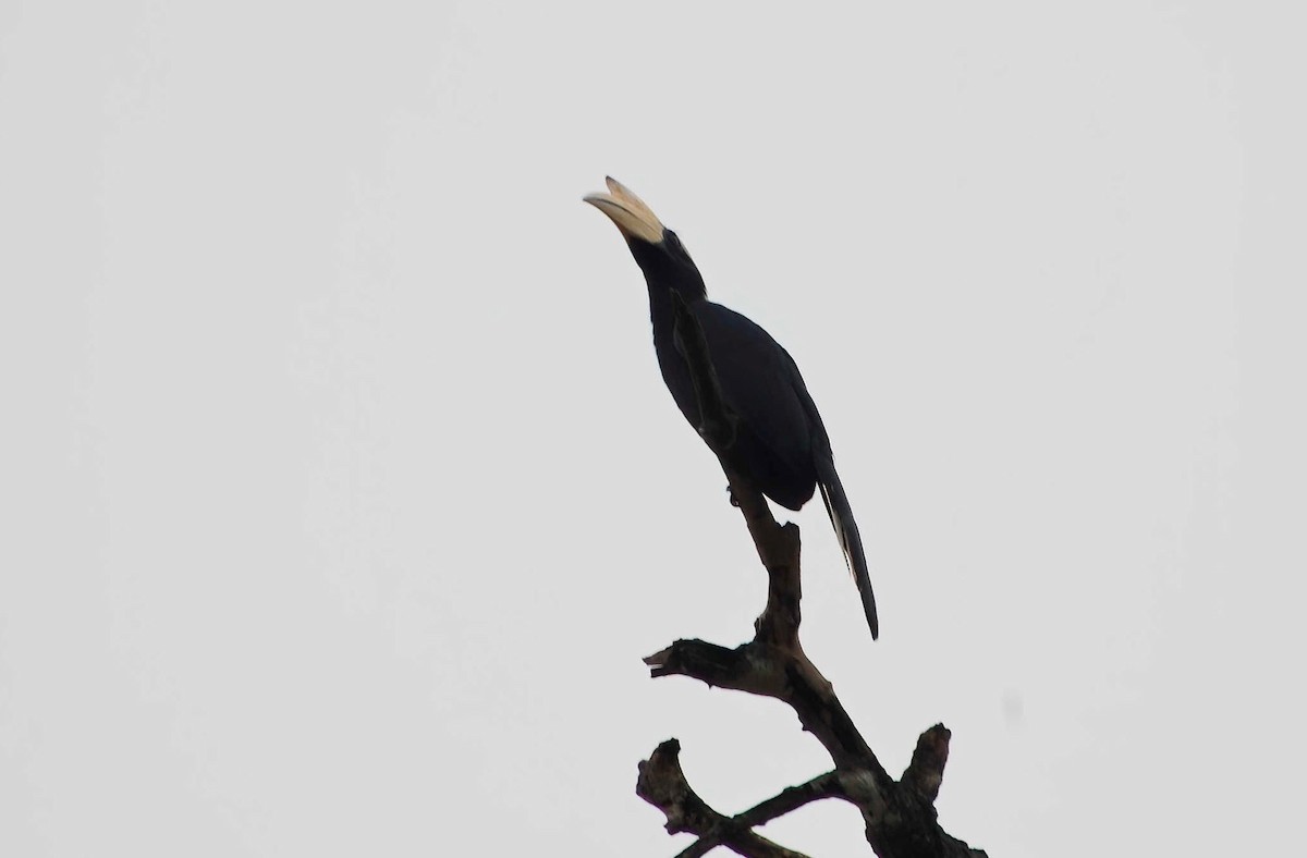 Black Hornbill - ML246574231