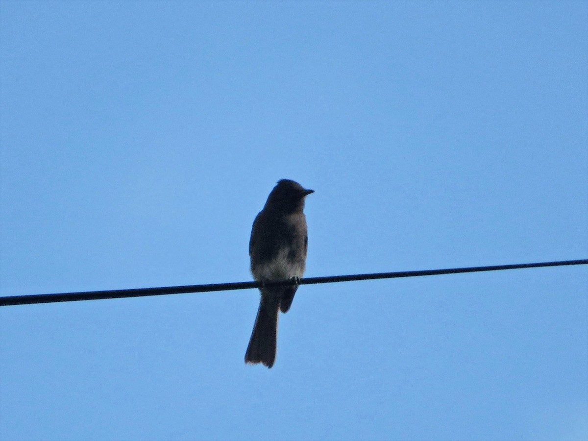 Black Phoebe - ML246574471