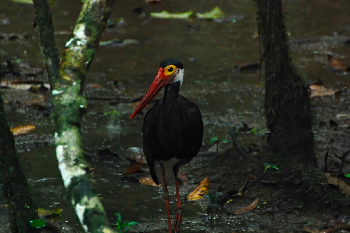 Storm's Stork - Timo Mitzen