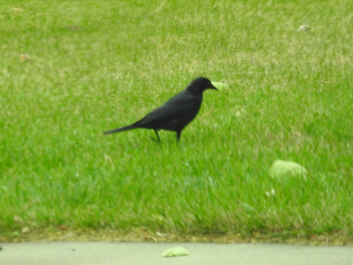 Brewer's Blackbird - ML246580641