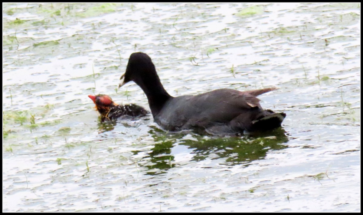 American Coot - Peter Gordon