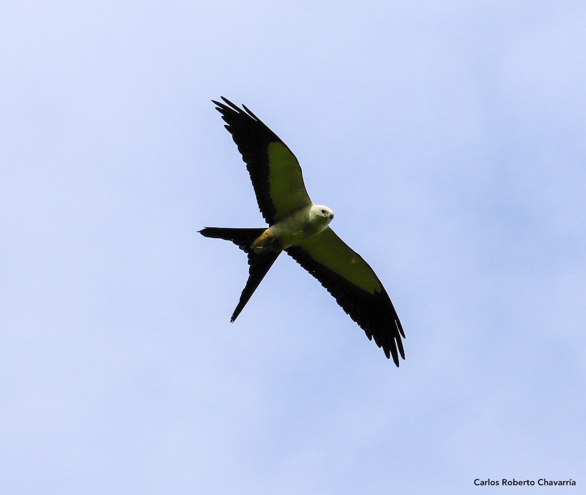 Swallow-tailed Kite - Carlos Roberto Chavarria