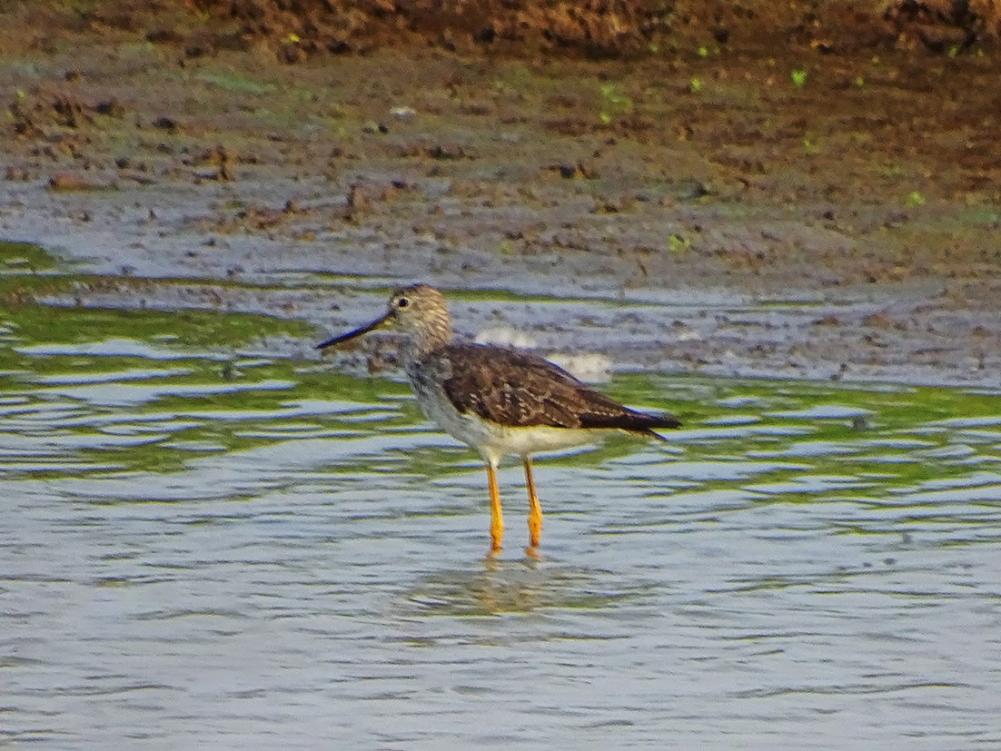 Greater Yellowlegs - Ruber ledesma ruiz