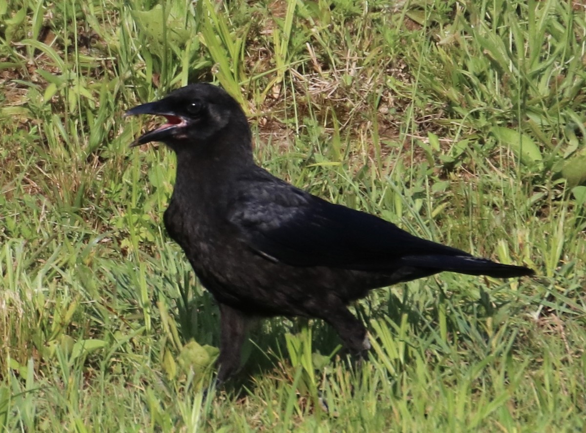 American Crow - ML246581771