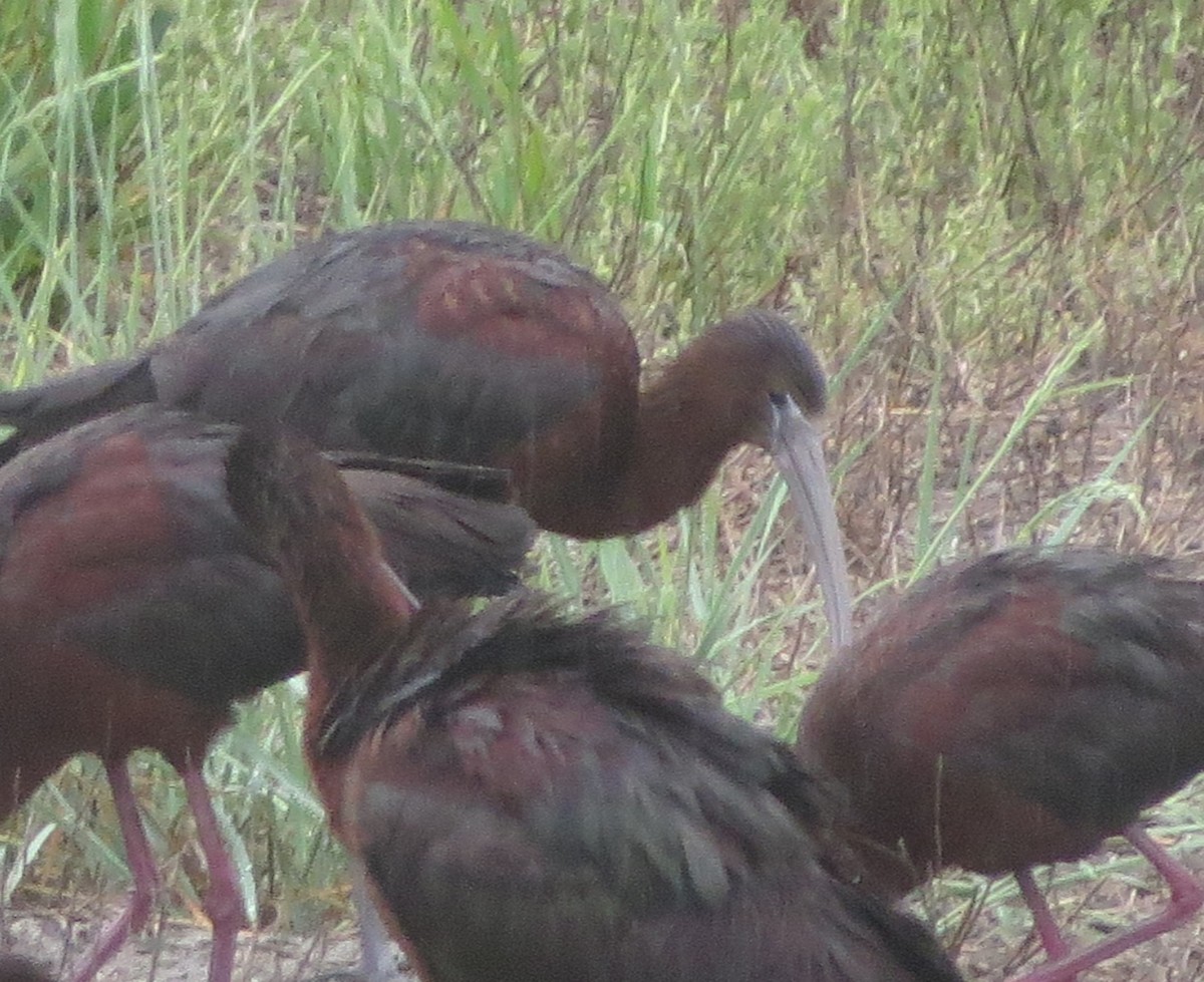 Glossy Ibis - ML246584311