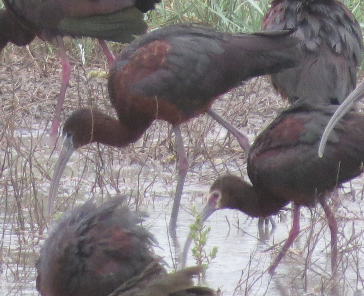 Glossy Ibis - ML246584391