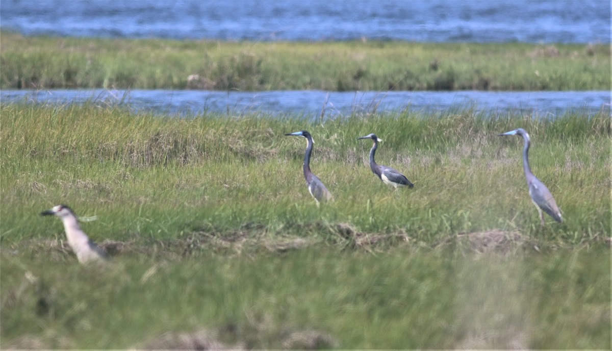 Tricolored Heron - ML246584451