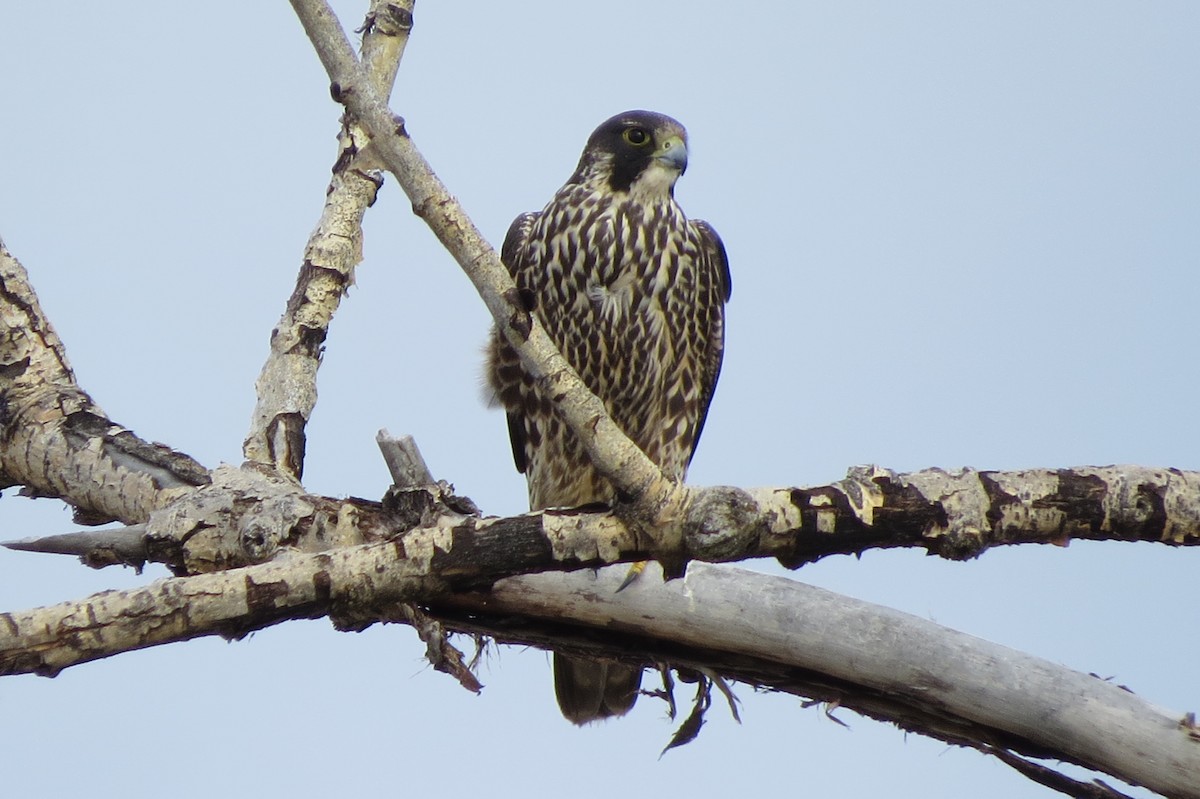 Peregrine Falcon - ML24658471