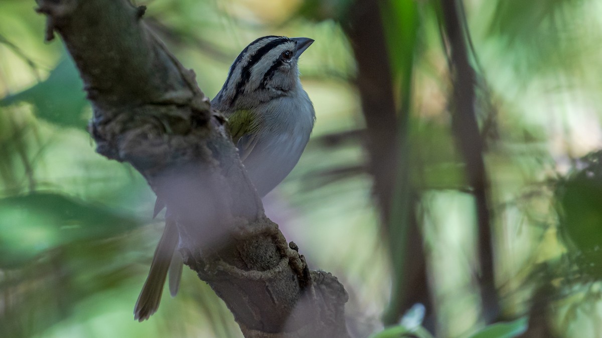 Tocuyo Sparrow - ML246586681