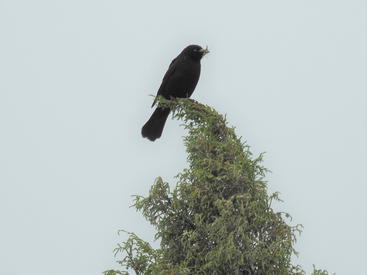 Brewer's Blackbird - ML246587201