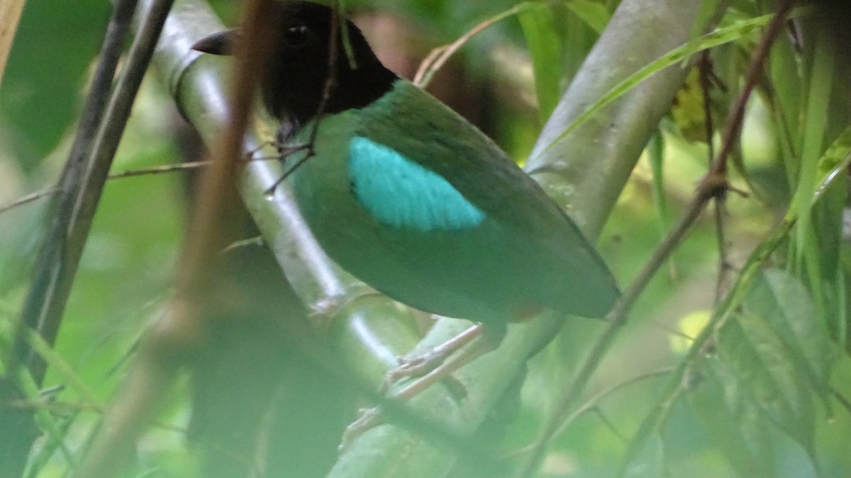 Western Hooded Pitta - ML246587241