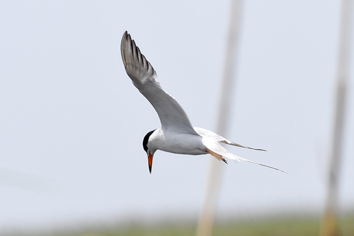 Forster's Tern - Ted Zobeck