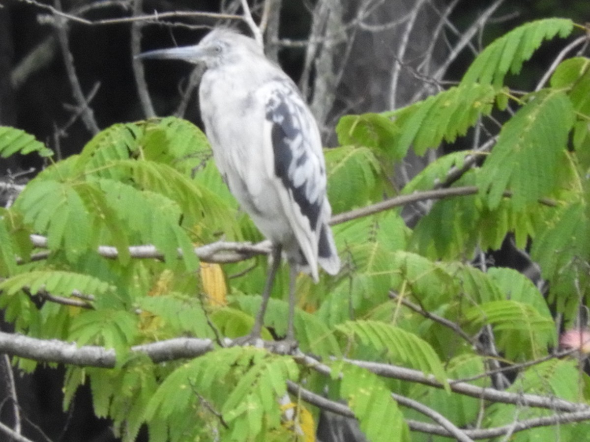 Garza Azulada - ML246588701